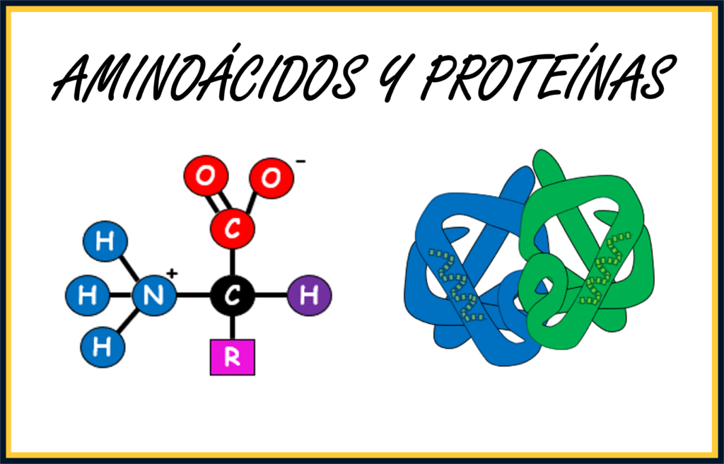 Aminoácidos y proteínas