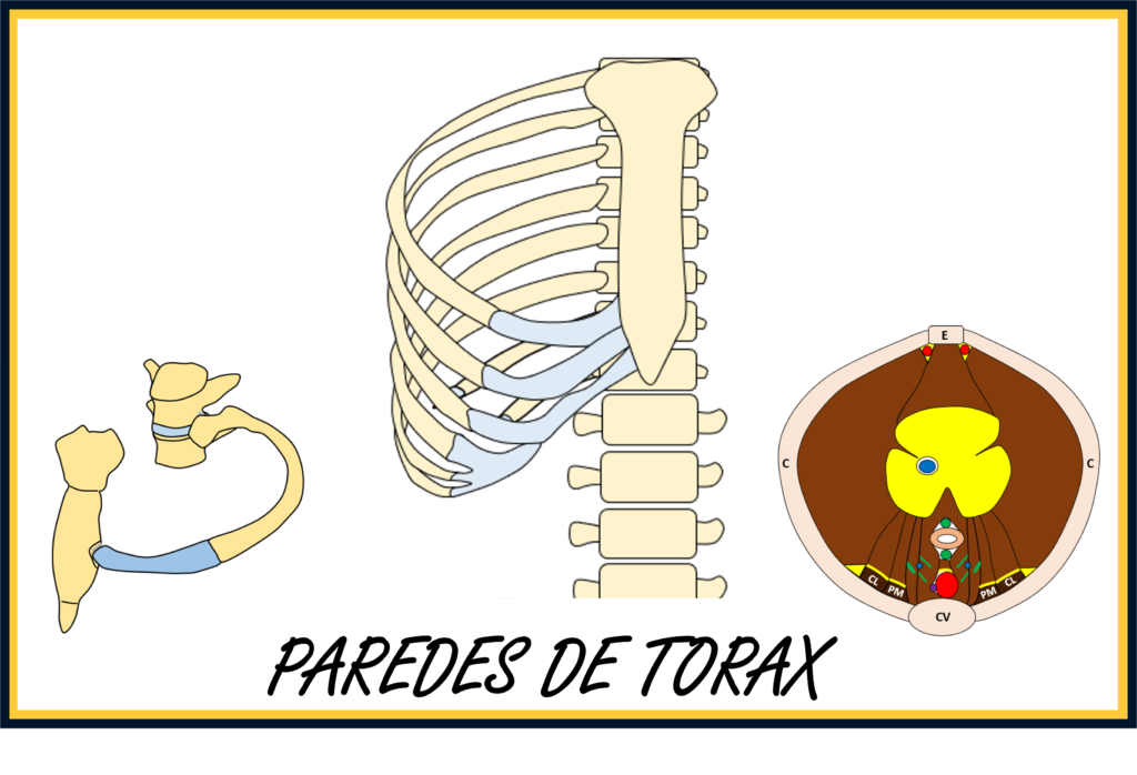 Paredes de tórax