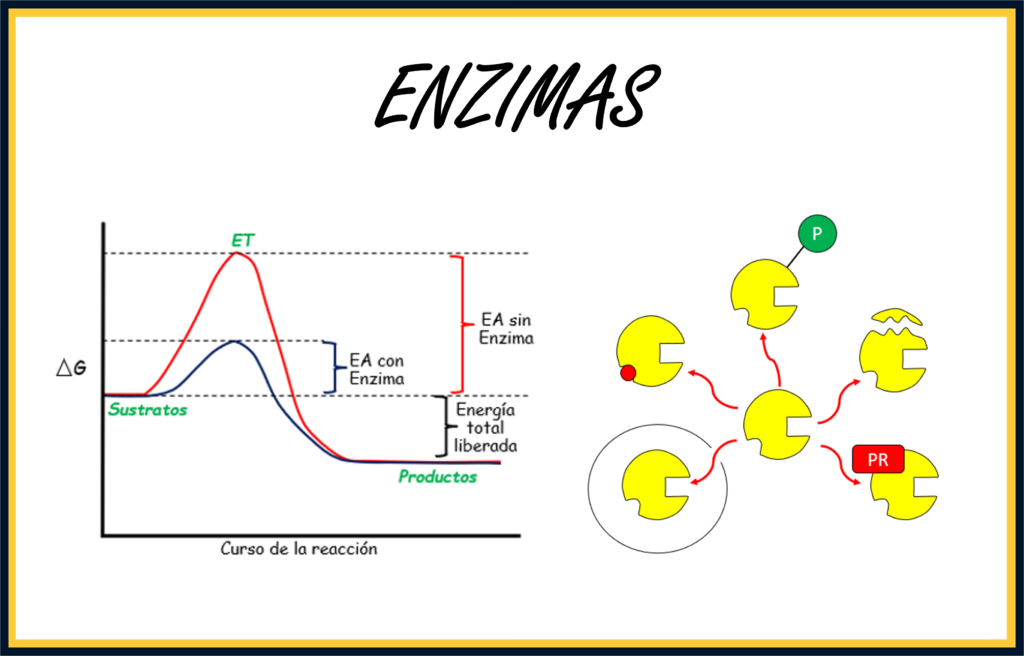 Enzimas