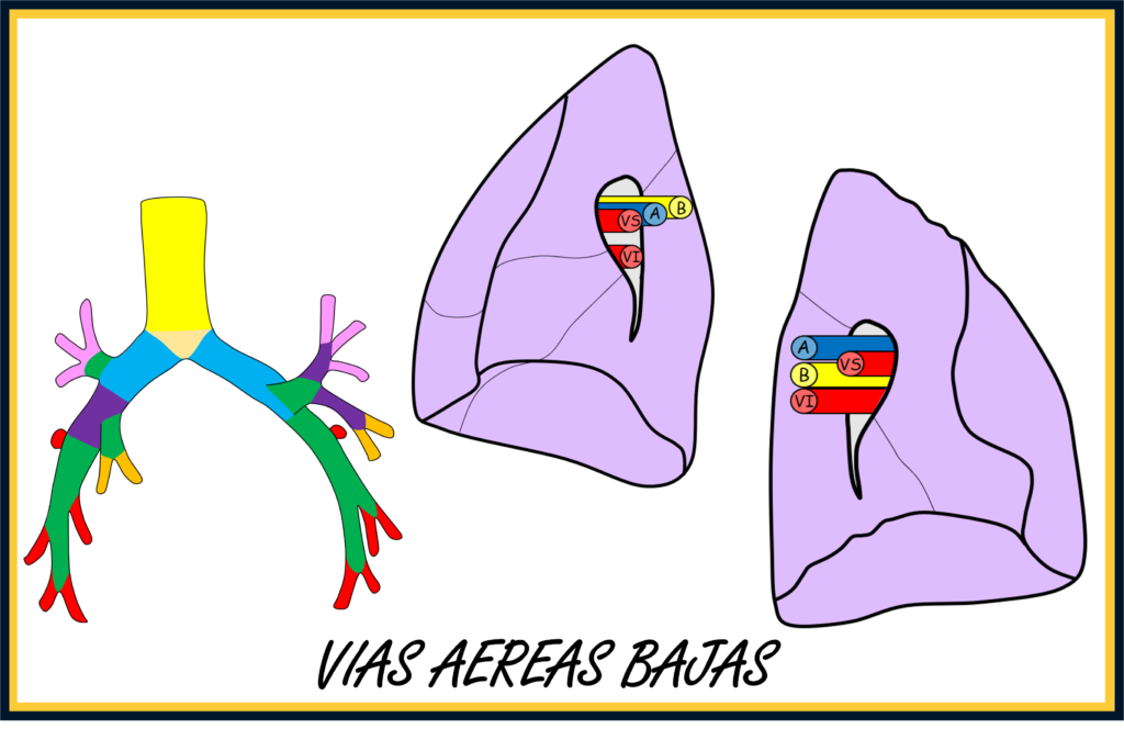 Vías aéreas bajas