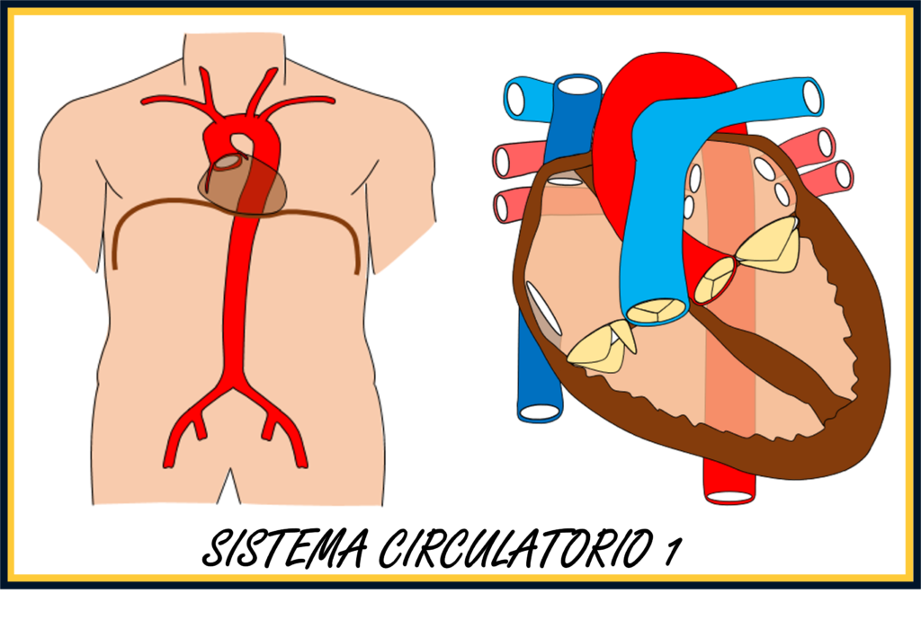Sistema circulatorio 1: Corazón