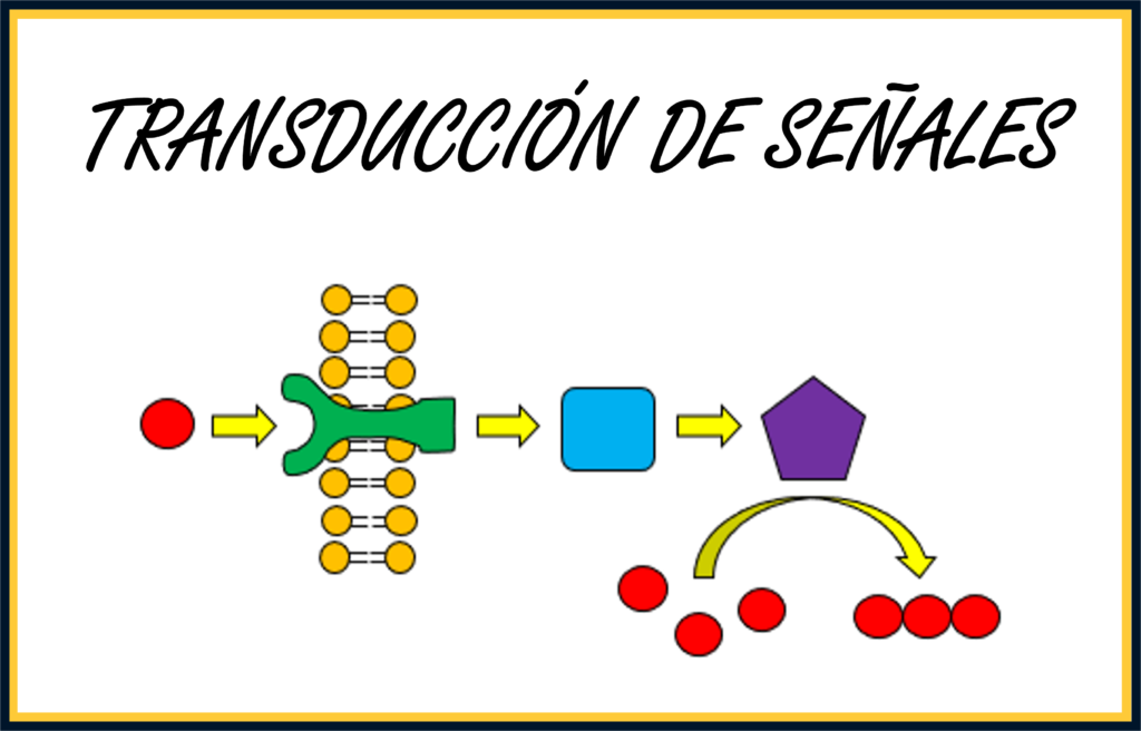Transducción de señales