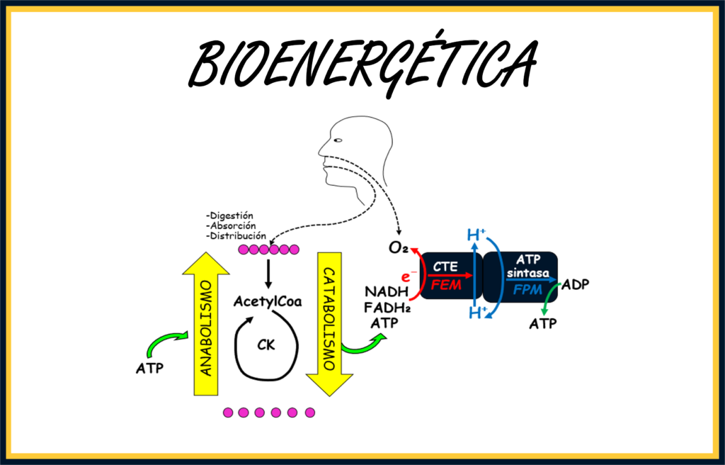 Bioenergética