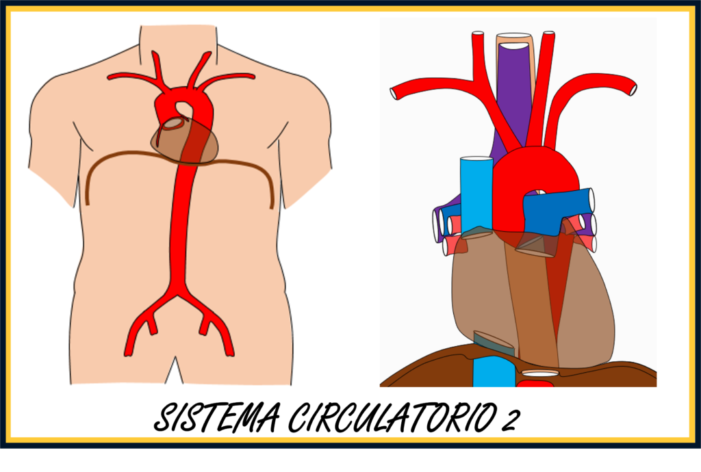 Sistema circulatorio 2: Angiología