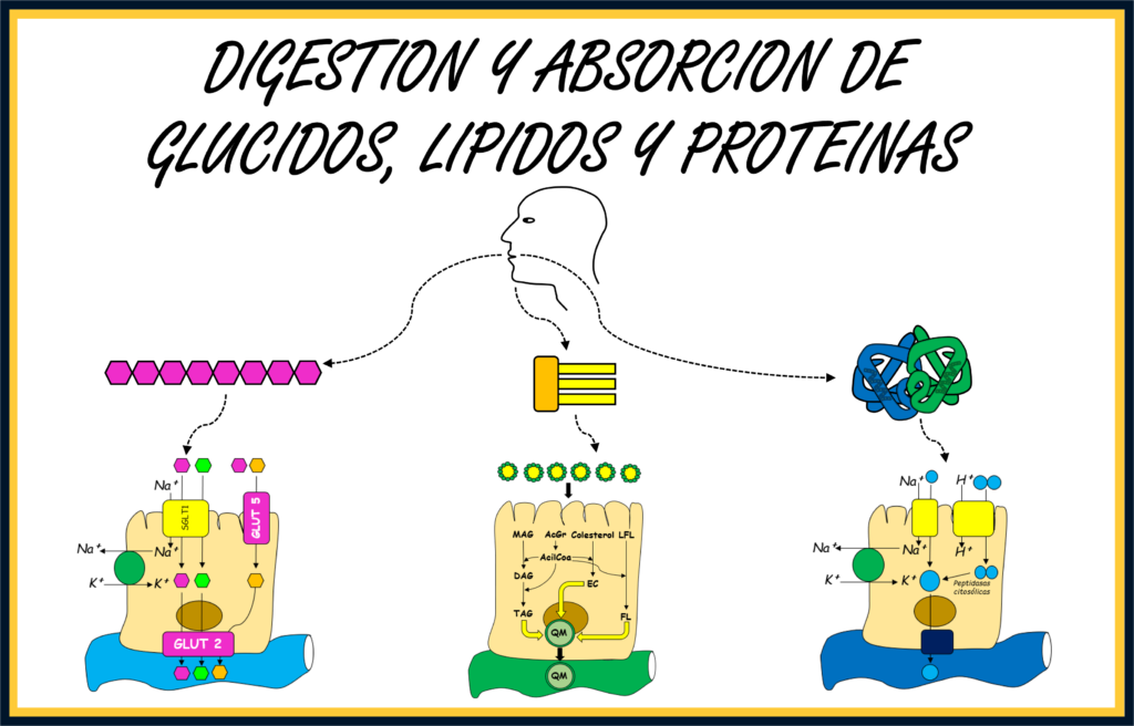 Digestión y absorción