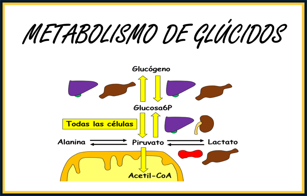 Metabolismo de glúcidos