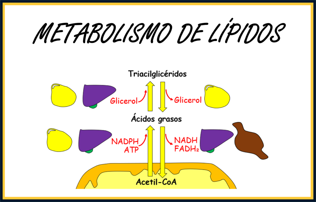 Metabolismo de lípidos