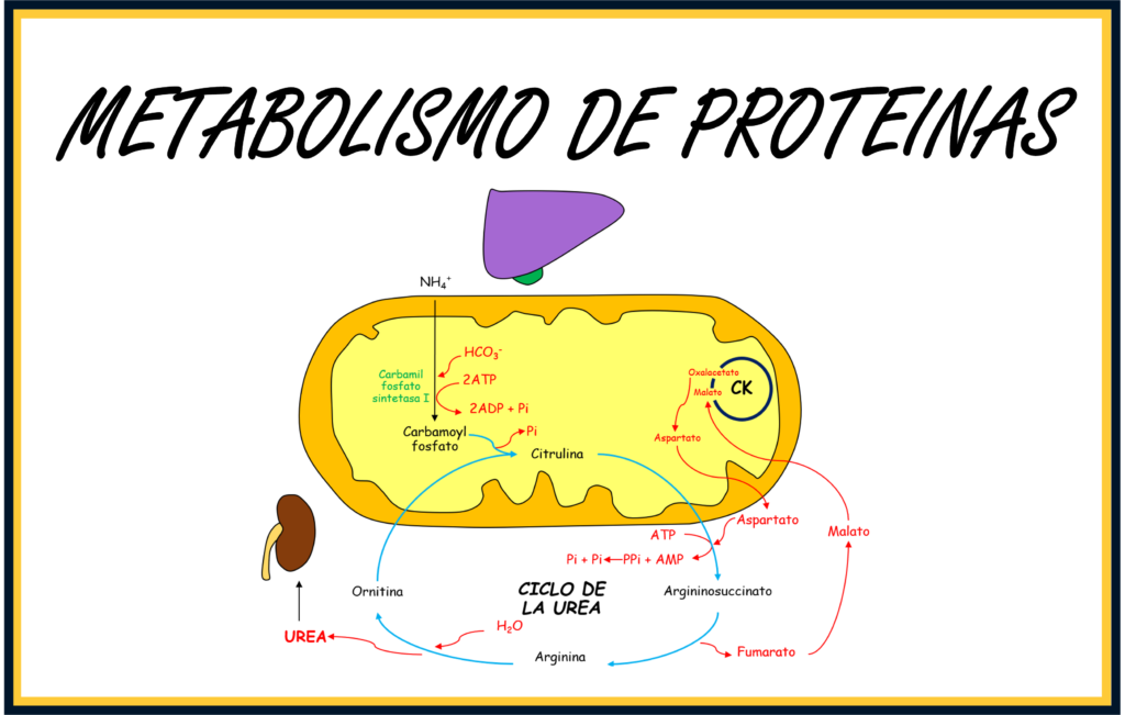 Metabolismo de proteínas