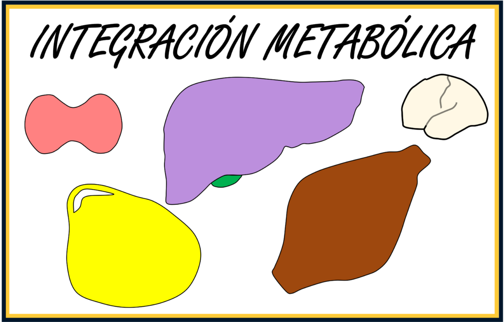 Integración metabólica