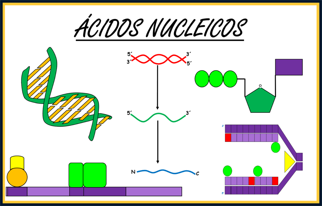 Ácidos nucleicos