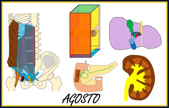 Agosto – Abdomen