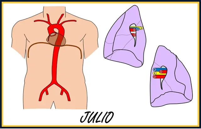 Julio – Tórax y circulatorio