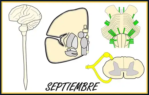 Septiembre – Neuroanatomía