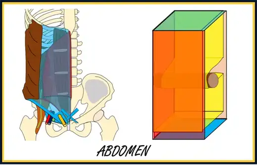 Abdomen