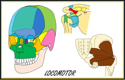 Locomotor