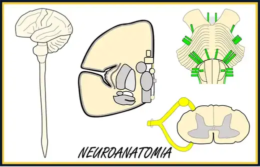 Neuroanatomía