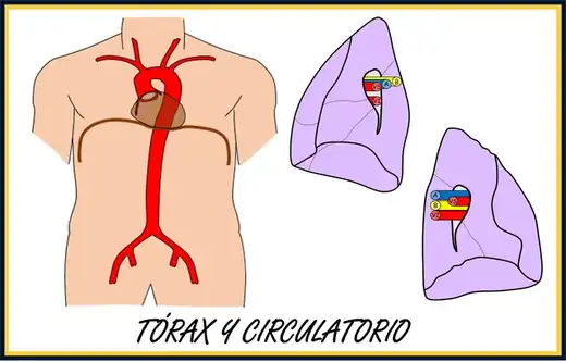 Tórax y circulatorio